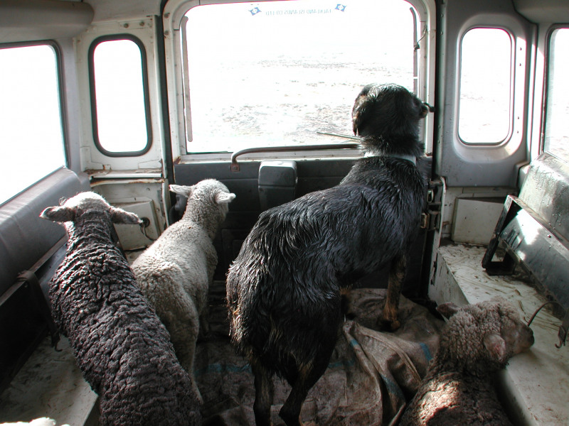 Sheep Dog in a Land Rover